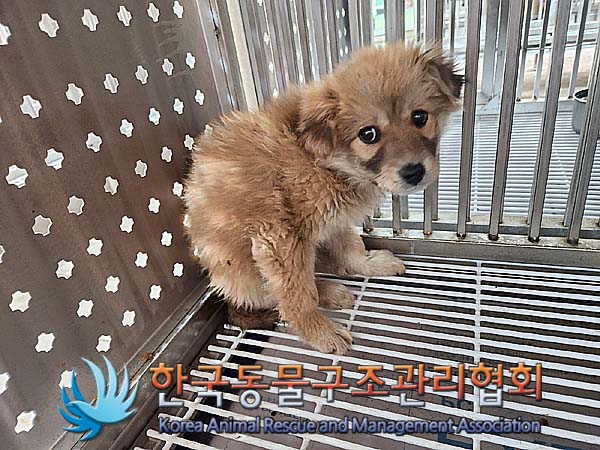 종료(안락사) 믹스…